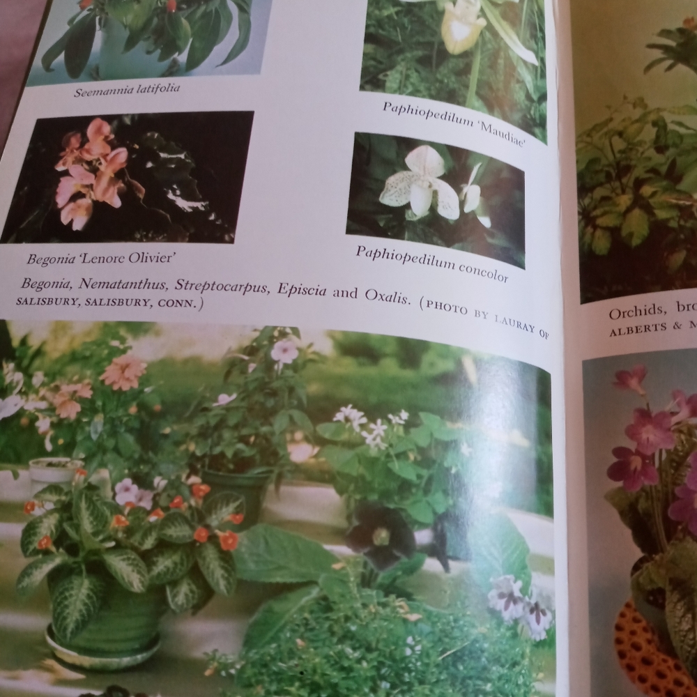 Vintage indoor plant book - Picture 4 of 5